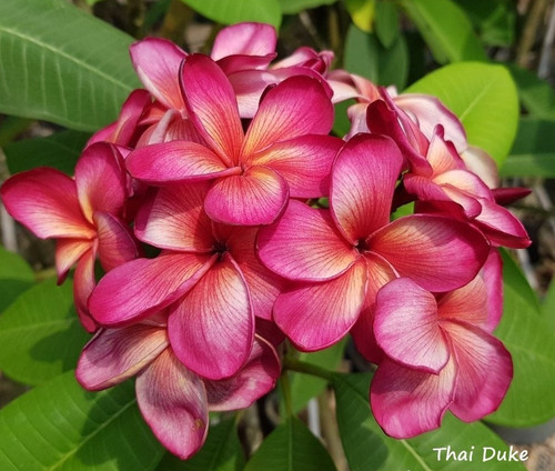 Frangipani plumeria thai - plumeria,