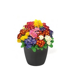 Blumentopf Übertopf Rund –