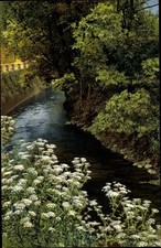 Ak Gefleckter Schierling, Mäuseschierling, Wüterich, Conium... - 2868062