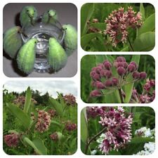 Papageipflanze Kanarienvogelblume Echte Seidenpflanze Früchte wie Kanarienvögel