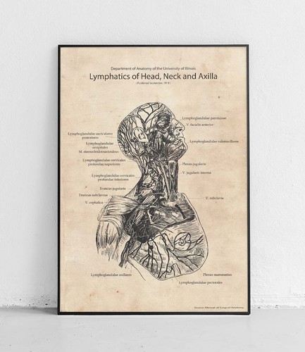 Lymphknoten kopf hals - hals, und