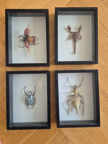 Gerahmte insektenpräparate - gerahmte,