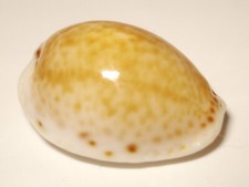Meeresschnecke Cypraea cernica tomlini  -Australien-  shell Muschel