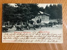Alte Ansichtskarte 1899 Moritzburg, Fütterung der Wildschweine