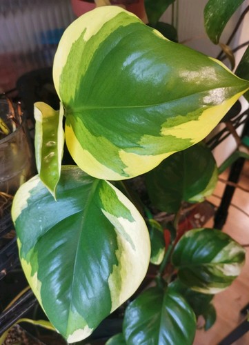 Epipremnum poonsin bewurzelter - epipremnum,