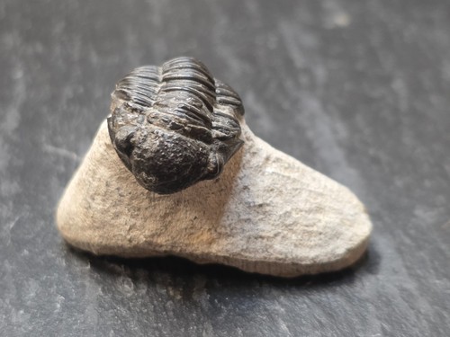 Trilobit fossil urzeit - urzeit, krebs