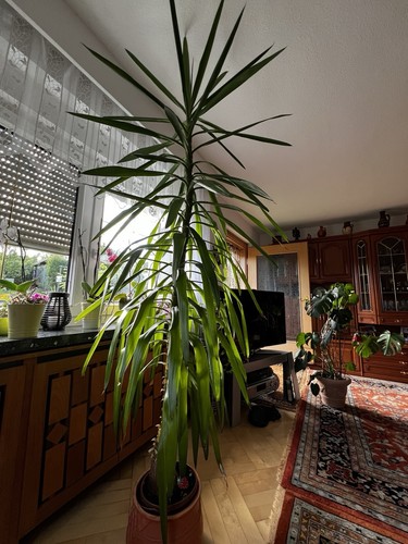 Yucca pflanze 300 - yucca,