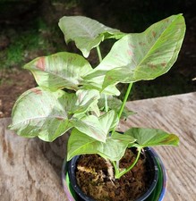 Syngonium Milk Confetti Pink