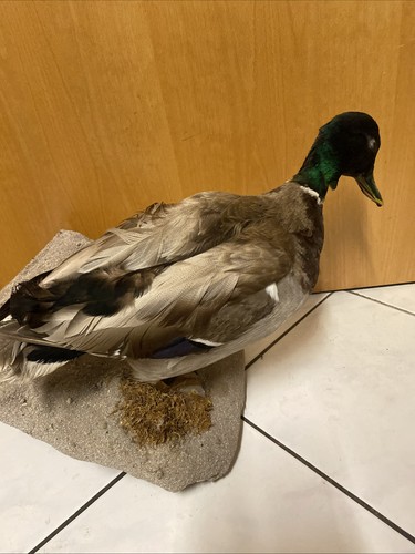 Stockente erpel schönes - erpel,,