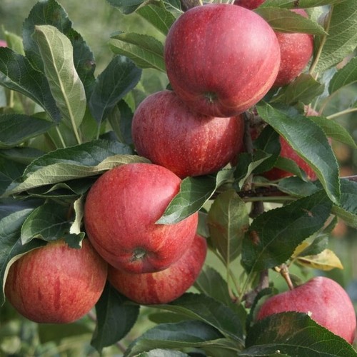 Gala herbstapfel apfelbaum - gala,