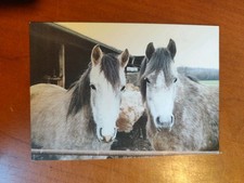 Pferdepostkarte Vollblutaraber Stuten Euphelia und Kaschmir