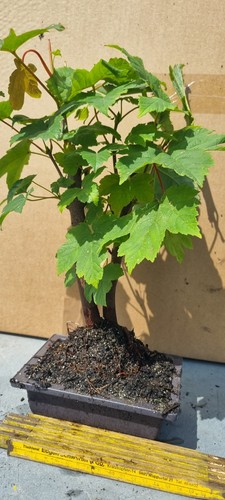 Bonsai bergahorn acer - ,
