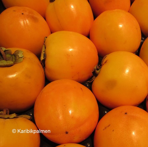 Diospyros kaki tipo - diospyros,