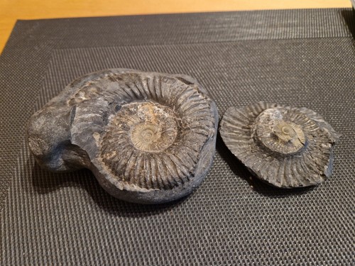Ammonit fossil - ammonit,