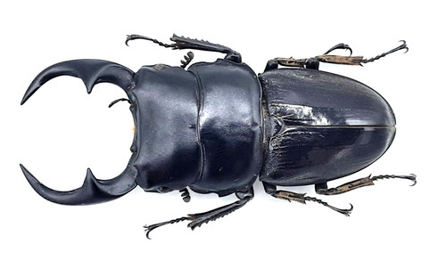 Lucanidae dorcus ritsemae - lucanidae,,