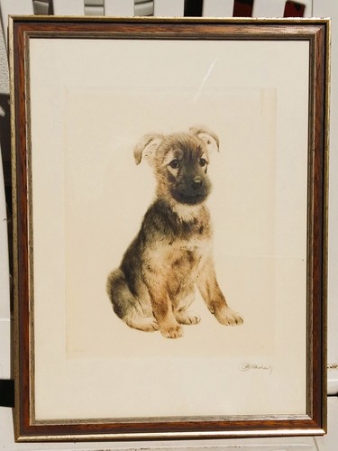 Junger hund alter - –,