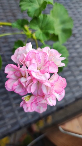 Pelargonie geranie cooks - geranie, "cooks