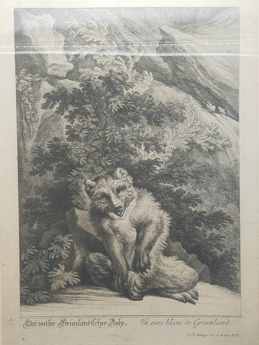 Historische bild bär johann - bild,