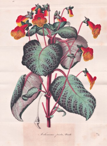 Achimenes picta mexico - achimenes, flowers