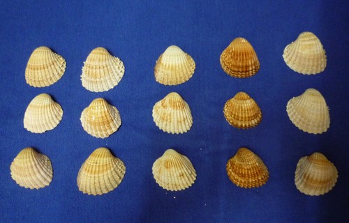 Echte meeresmuscheln schöne - echte,