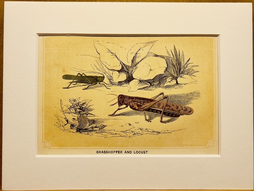 Heuschrecke insekten - heuschrecke,