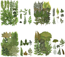 84 Stück Getrocknete