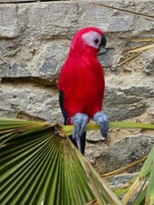 Dschungel Deko Tropen Papagei