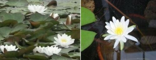 Seerose weiß zwergseerose - seerose,