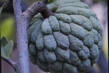 10 Samen Zimt-Apfel,Zucker-Apfel,Süßsack,Rahmapfel,Annona Squamosa #1038