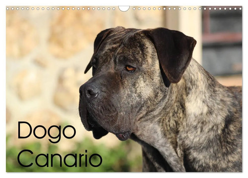 Dogo canario wandkalender - dogo,