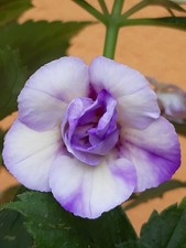 Achimenes - BriD's Abendstern