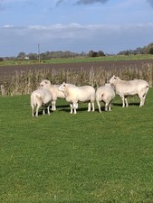 3,5 bis 4 kg Paket Schafwolle, Rohwolle, Wolle, Naturdünger, von der Nordsee 