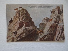 AK Hagenbecks Tierpark Steinböcke Gemsen gelaufen 1926 [#26880]