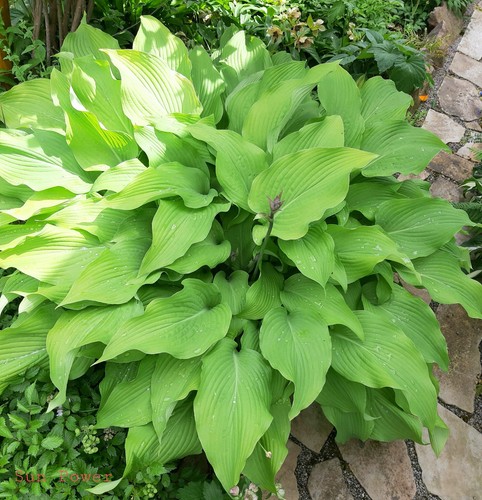 Funkie hosta sun power - funkie, power`