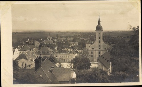 Javorník jauernig - javorník,
