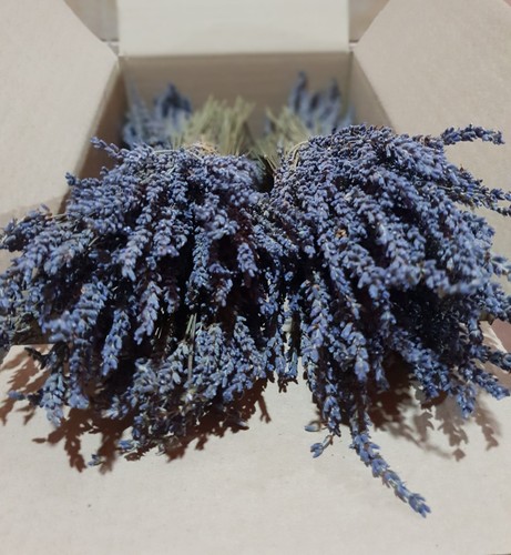 Griechisch getrocknet lavendel - getrocknet,