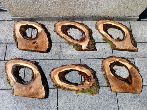 Hohle nussbaum baumscheibe - hohle,