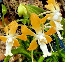 Neofinetia hybride orange - hybride,