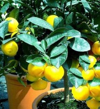 Orangenbaum Pflanze frisch