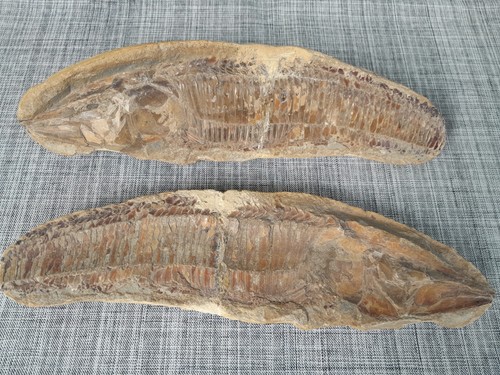 Fisch fossil vinctifer - fisch,