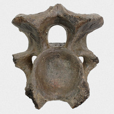 Fossil Steppenbison Halswirbel