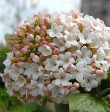 Großblumiger duft schneeball - duft,