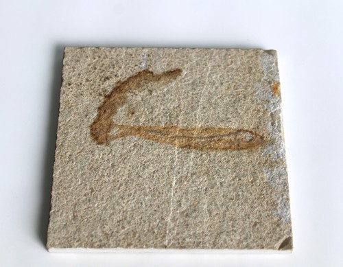 Echtes fisch fossil 8 cm - ca.,