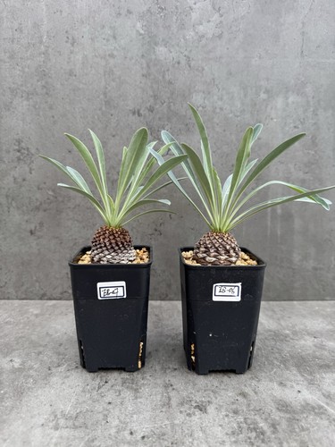 Euphorbia bupleurifolia - , –