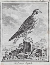 Falke Falken falcon Vögel