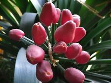 Klivie Samenkapsel (Clivia Miniata)