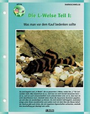 Die L-Welse / Aquariuminfokarte
