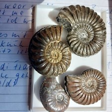 Ammoniten  4 x  Amaltheus  