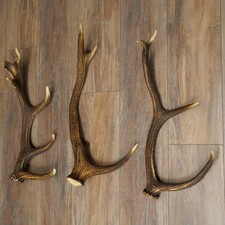 Rothirsch Stangen 3 x