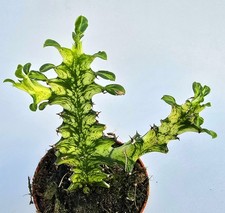 Euphorbia Trigona Variegata -